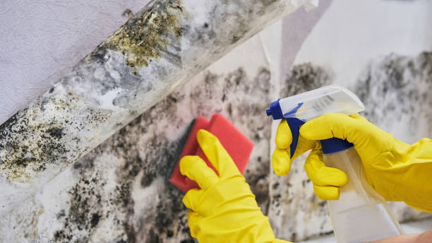 Mold Odor Removal Services in Hanamaulu, HI